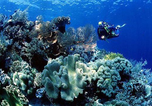 Menyelam-Di-Taman-Laut-Wakatobi.jpg